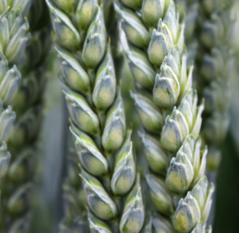 The breeding of crops